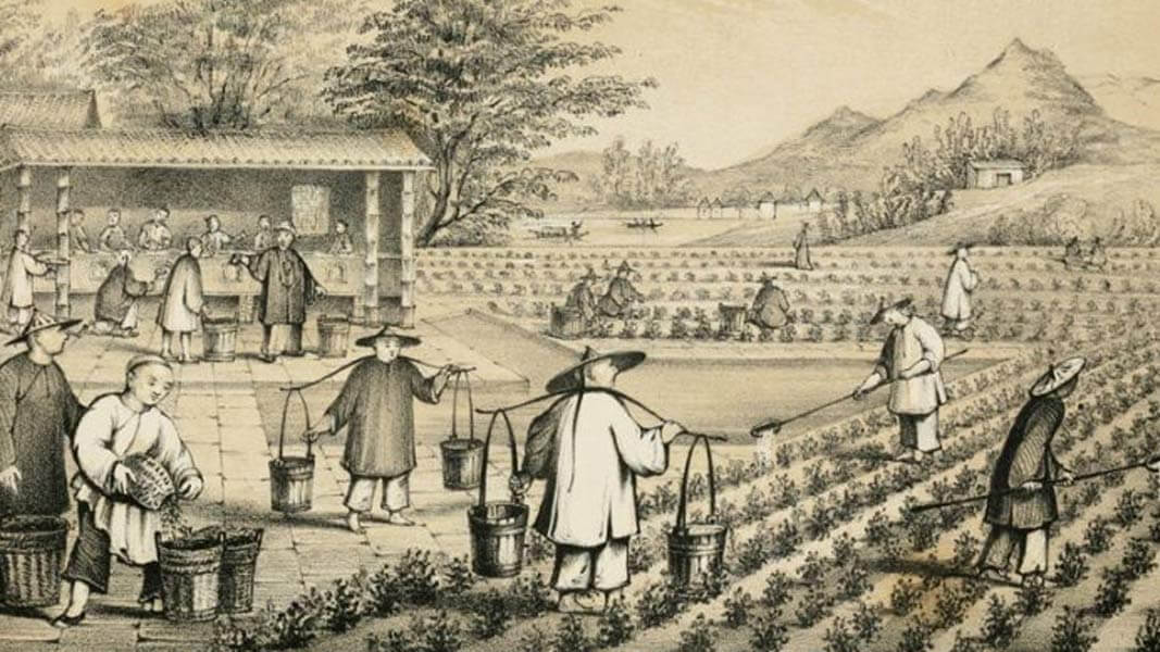 Ancient farmers hard at work to cultiate tea, completly oblivious to the fact that one day this stuff'll help American kids be a little bit less terrible at Dark Souls. (via TeaPerspective)